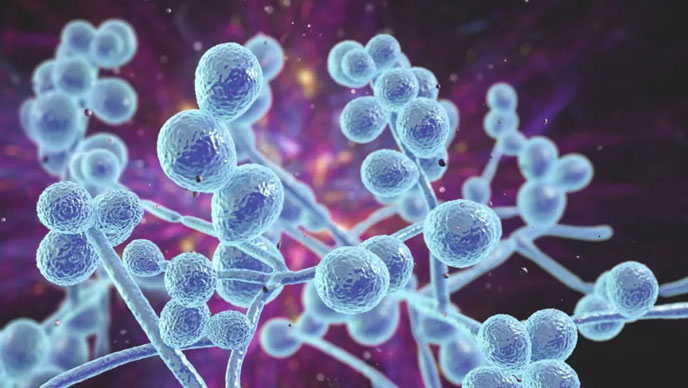 Biện pháp khắc phục nhiễm trùng nấm men